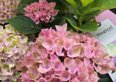 Inteligentní hortenzie (Hydrangea)