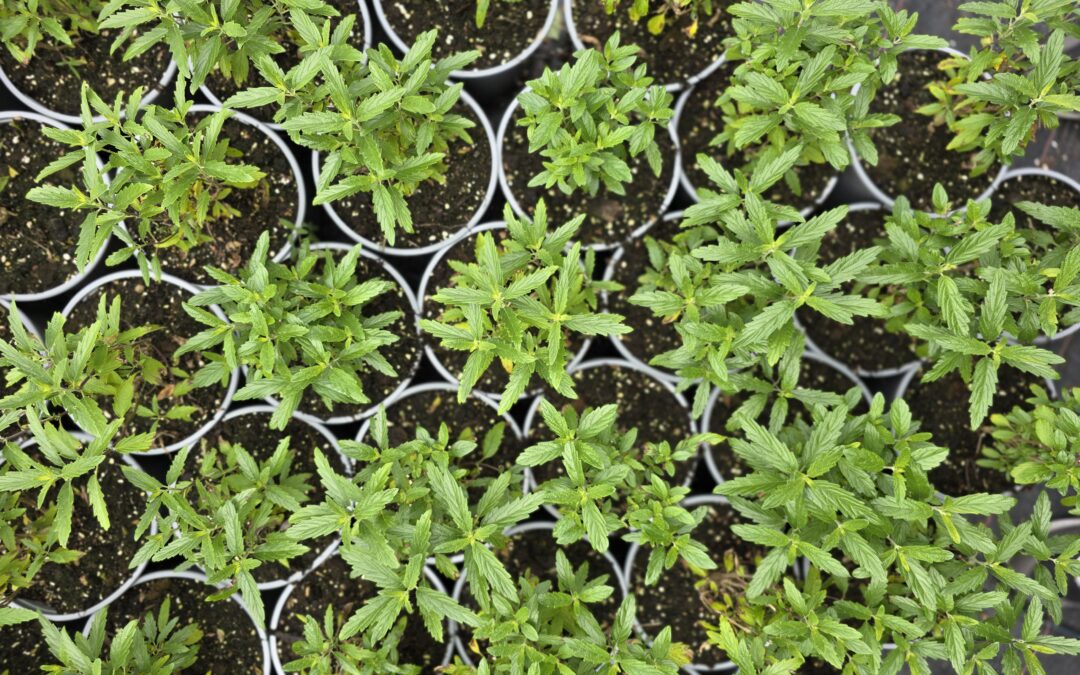 Caryopteris clandonensis Grand Bleu