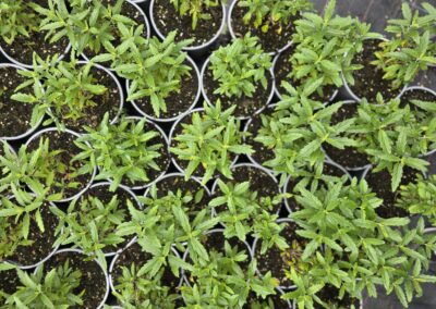 Caryopteris clandonensis Grand Bleu