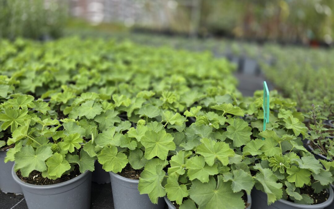 Kontryhel (Alchemilla mollis)