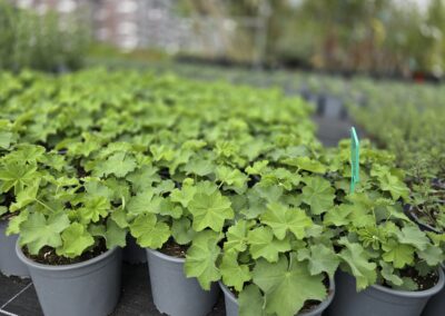 Kontryhel (Alchemilla mollis)