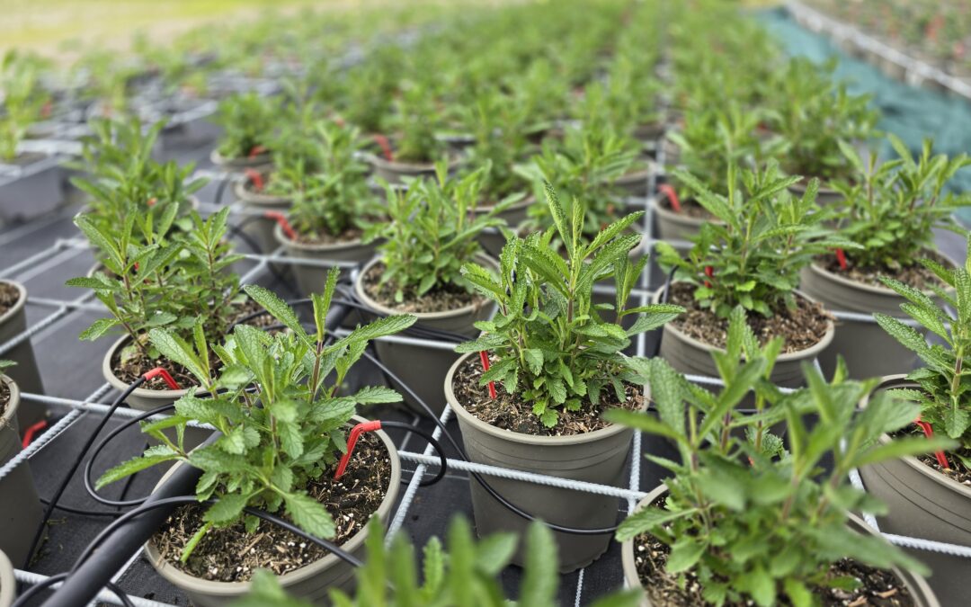Sporýš (Verbena bonariensis)