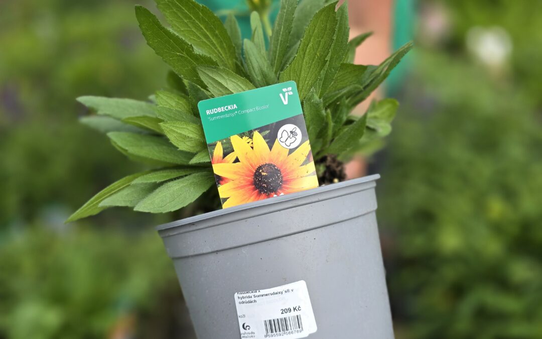 Třapatka (Helenium)