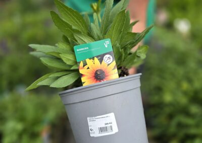 Třapatka (Helenium)