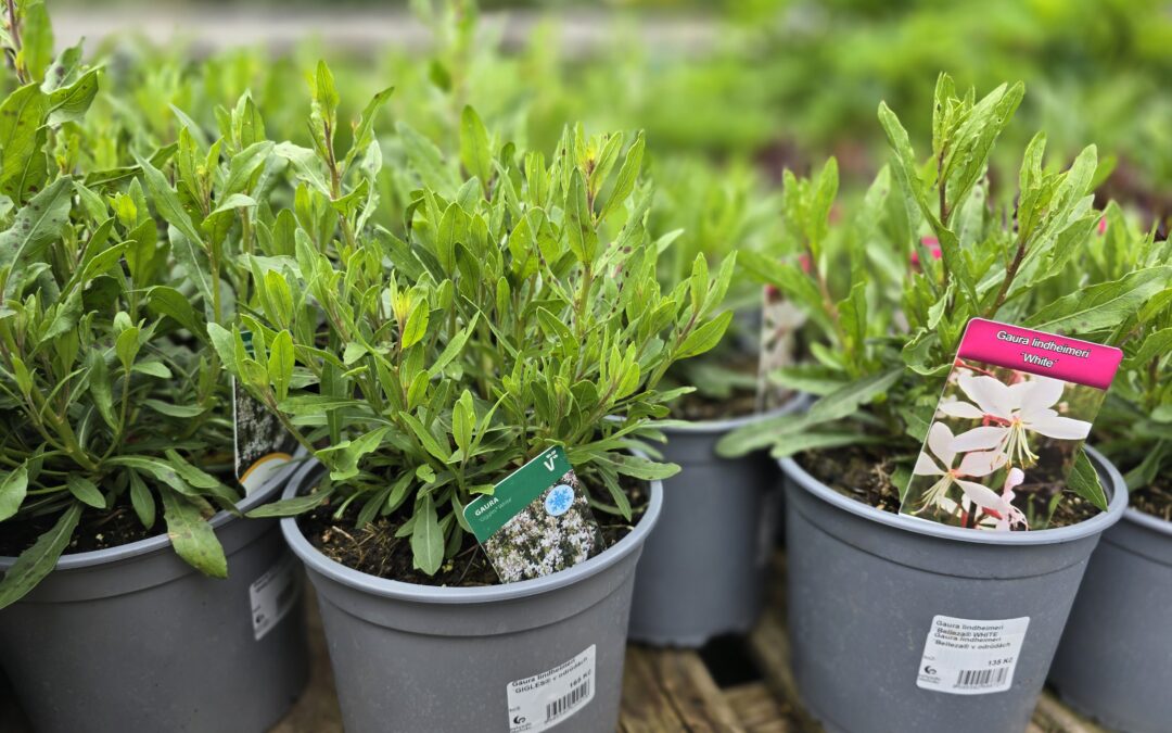 Gaura (Oenothera lindheimeri)