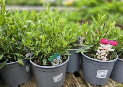 Gaura (Oenothera lindheimeri)
