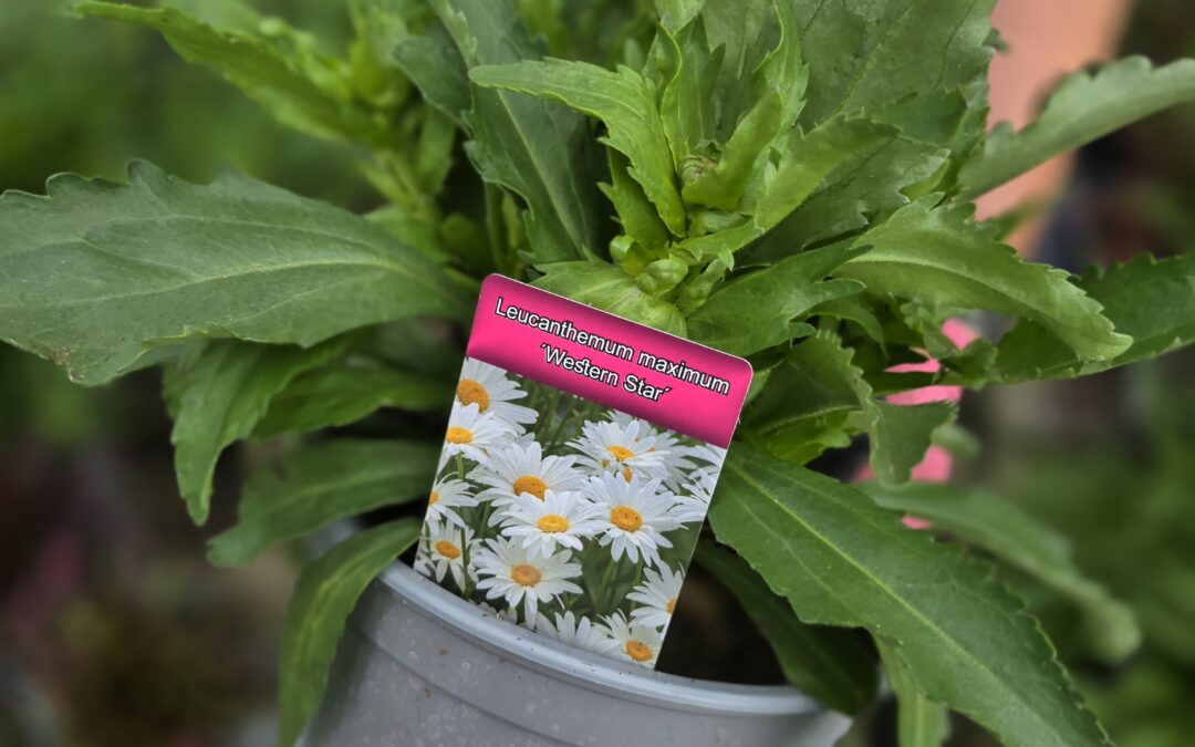 Kopretina (Leucanthemum)