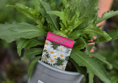 Kopretina (Leucanthemum)
