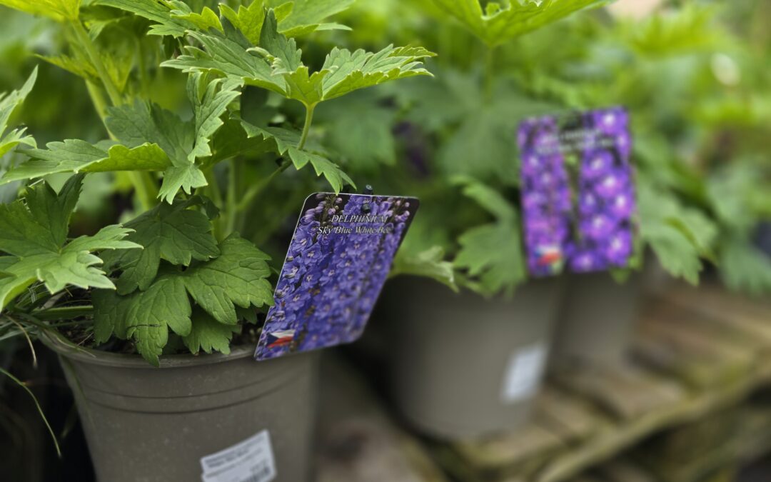 Stračka (Delphinium)