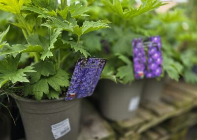 Stračka (Delphinium)