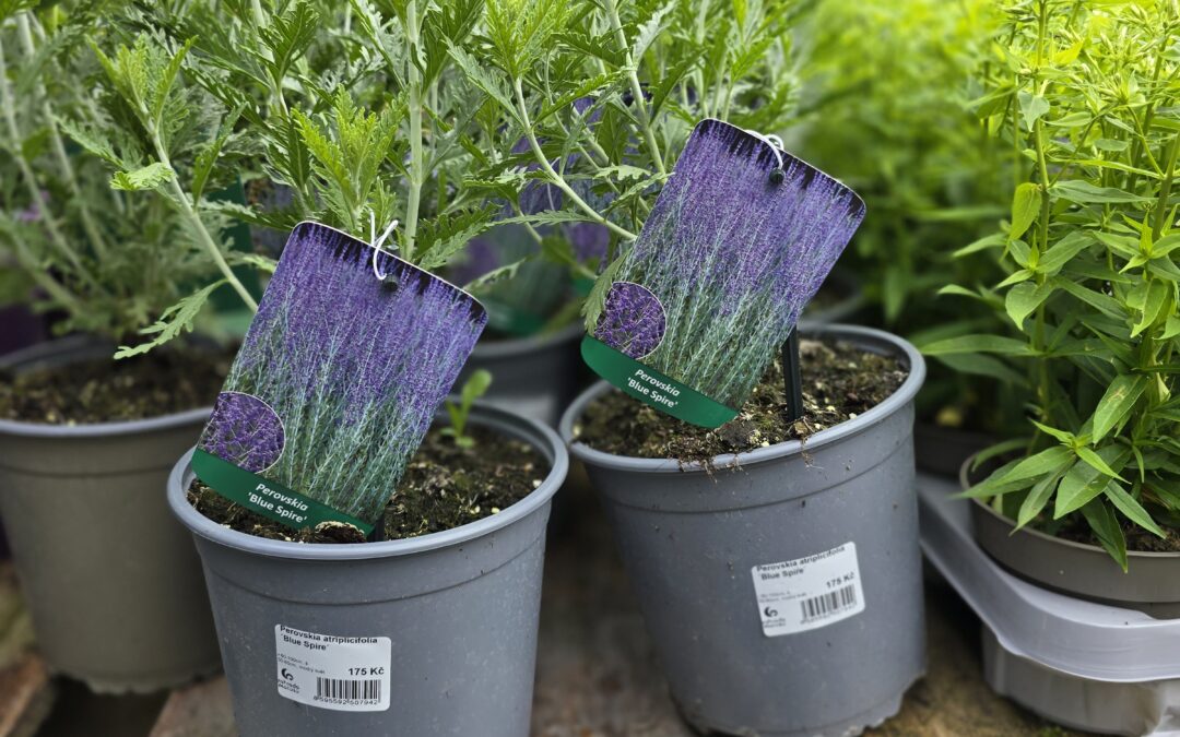 Perovskie (Perovskia atriplicifolia Blue Spire)