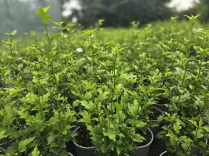 Hibiscus syriacus First Edition FIJI