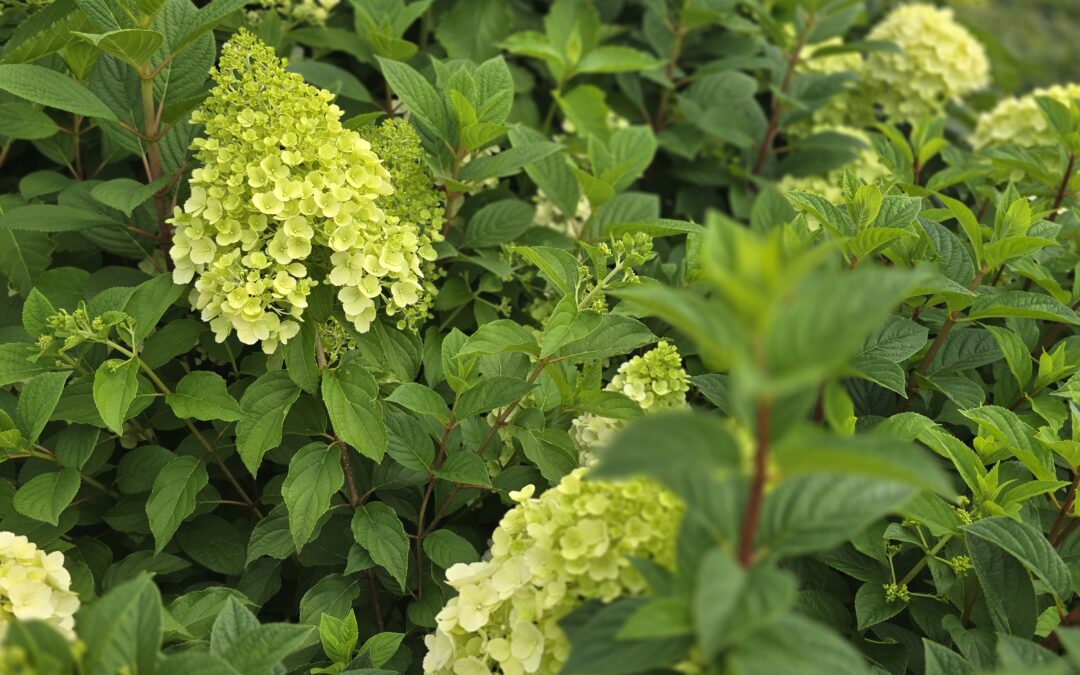 Hortenzie latnaté (Hydrangea paniculata)