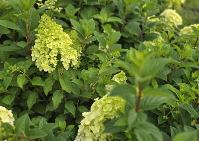 Hortenzie latnaté (Hydrangea paniculata)