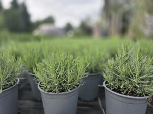 Lanvandula angustifolia Aromatico Blue