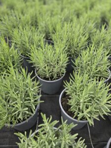 Lanvandula angustifolia Aromatico Blue