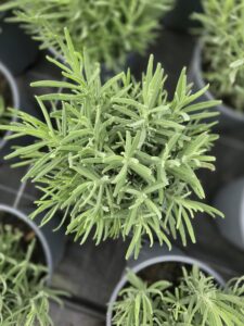 Lanvandula angustifolia Aromatico Blue