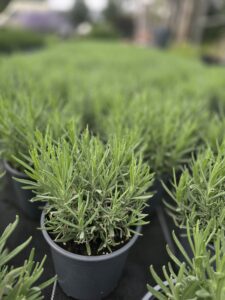 Lanvandula angustifolia Aromatico Blue