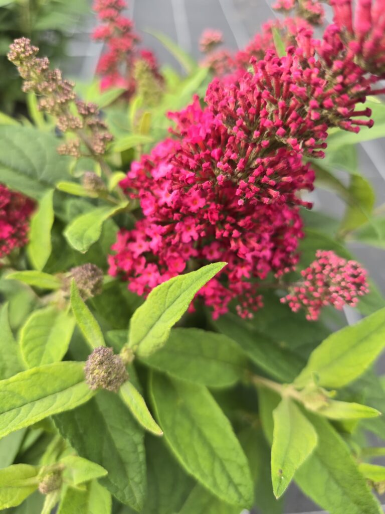 Buddleja butterfly Candy Little Ruby BR