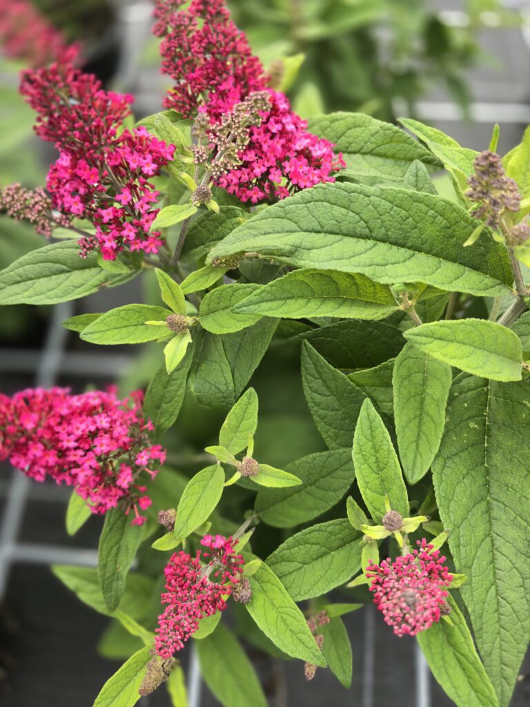 Buddleja butterfly Candy Little Ruby BR