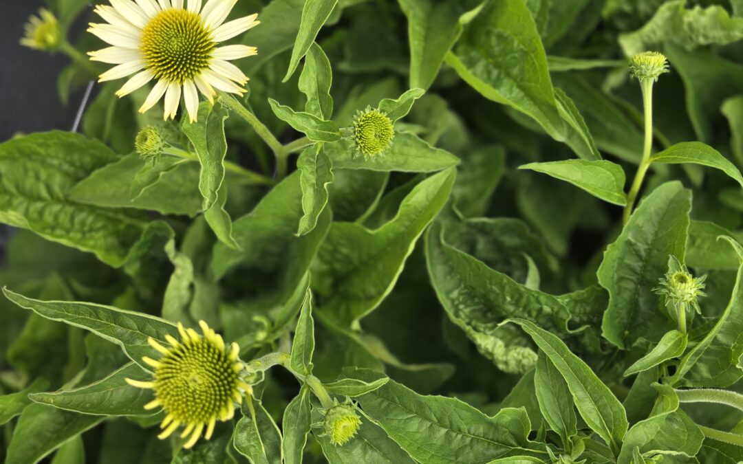 Echinacea mix odrůd