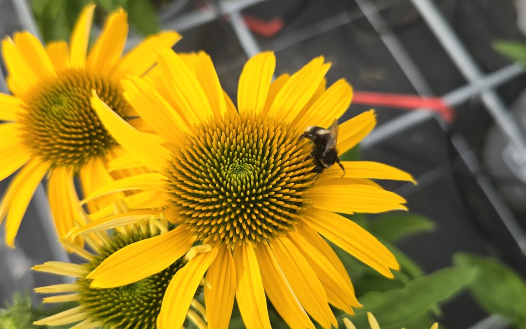 Echinacea Papallo Deep Yellow