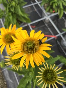 Echinacea purpurea Papallo® DEP YELLOW
