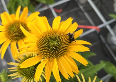 Echinacea Papallo Deep Yellow