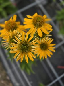 Echinacea purpurea Papallo® DEP YELLOW