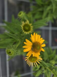 Echinacea purpurea Papallo® DEP YELLOW