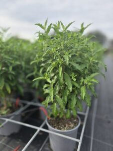Caryopteris clandonensis 'BLUE BALLOON'
