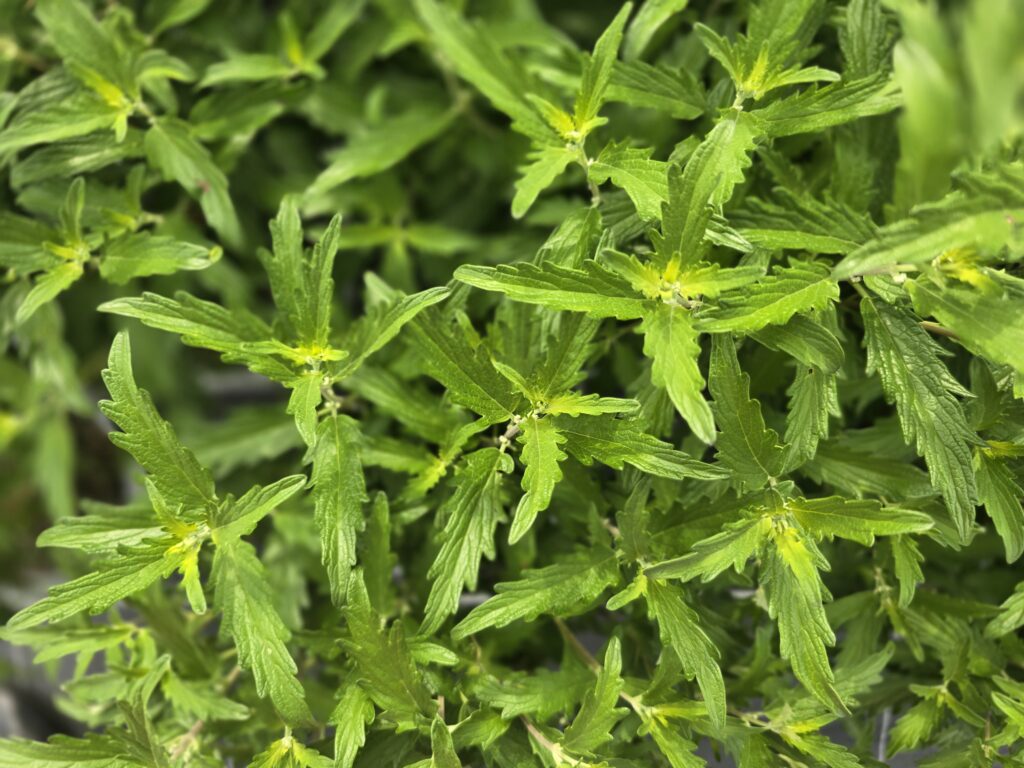 Caryopteris clandonensis 'BLUE BALLOON'