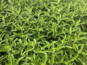 Caryopteris clandonensis 'BLUE BALLOON'