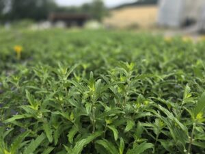 Caryopteris clandonensis 'BLUE BALLOON'