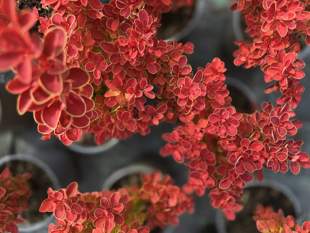 Berberis thunbergii 'Orange Ice'q