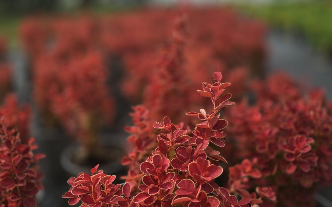 Berberis thunbergii Orange Ice