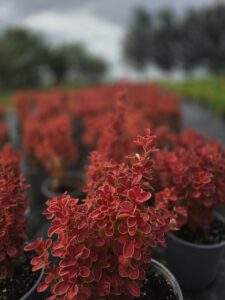 Berberis thunbergii 'Orange Ice'q