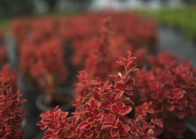 Berberis thunbergii Orange Ice