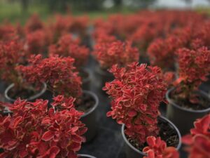 Berberis thunbergii 'Orange Ice'q