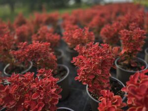 Berberis thunbergii 'Orange Ice'q