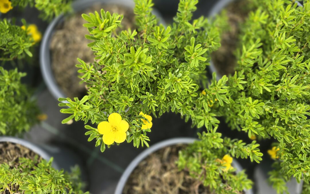 Potentilla fruticosa Bella Sol