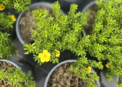 Potentilla fruticosa Bella Sol
