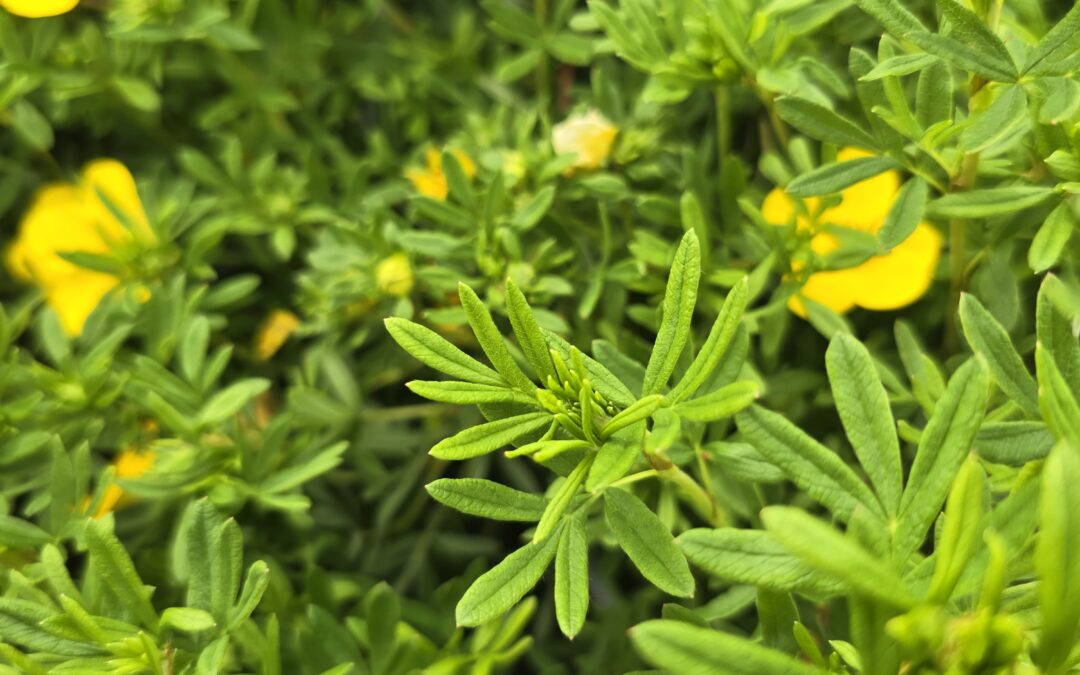 Potentilla fruticosa Klondike