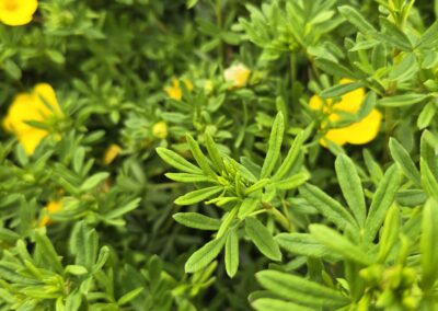Potentilla fruticosa Klondike