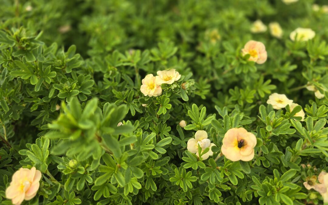 Potentilla fruticosa Bella Apple