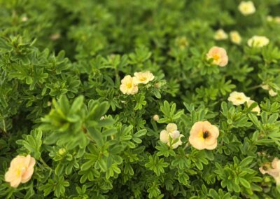 Potentilla fruticosa Bella Apple