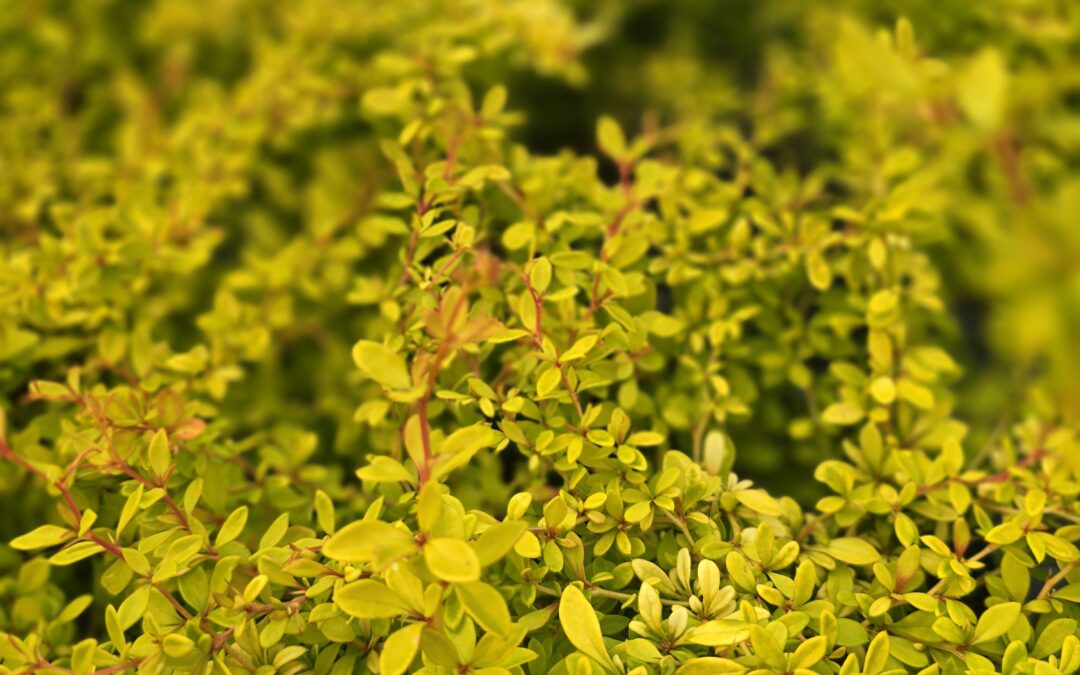 Berberis thunbergii Golden Dream