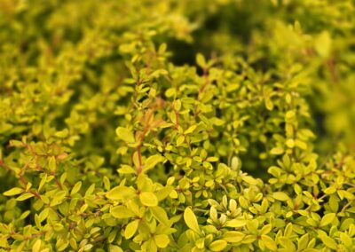 Berberis thunbergii Golden Dream