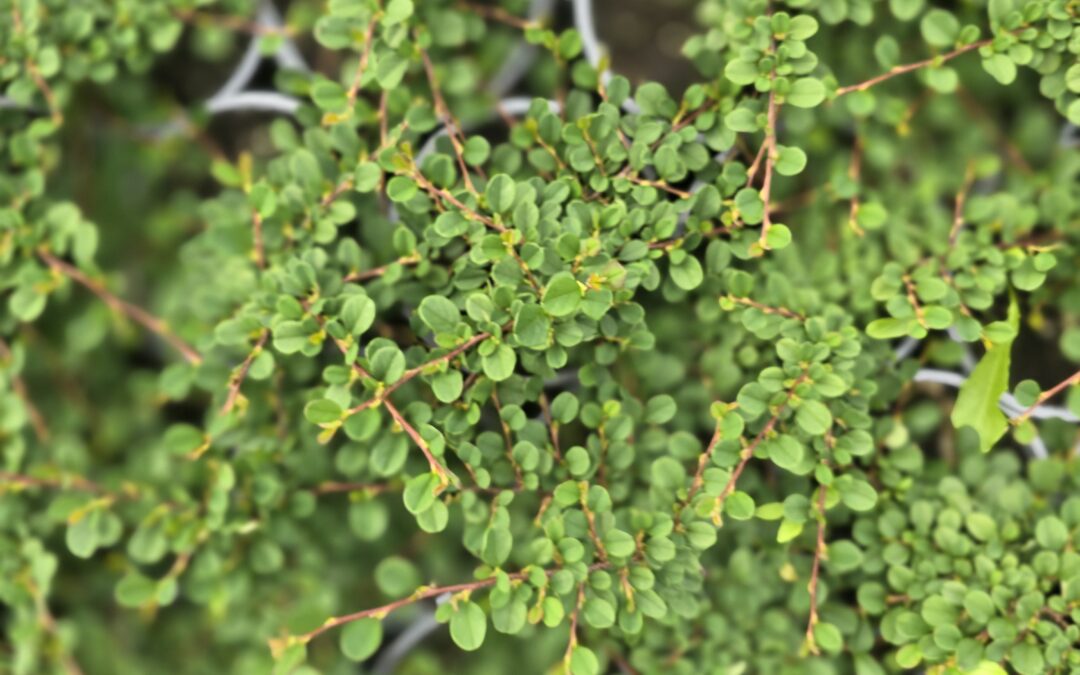 Skalník drobnolistý (Cotoneaster microphyllus)