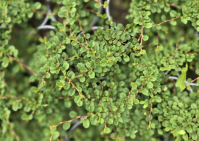 Skalník drobnolistý (Cotoneaster microphyllus)